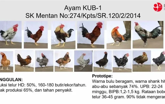 Ilustrasi ayam lokal di peternakan sebagai bagian program GPS untuk kemandirian pangan