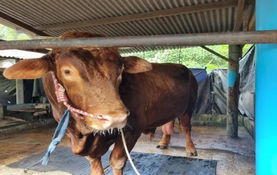 Pembagian sapi kurban Presiden Prabowo untuk perayaan Iduladha 1447 H