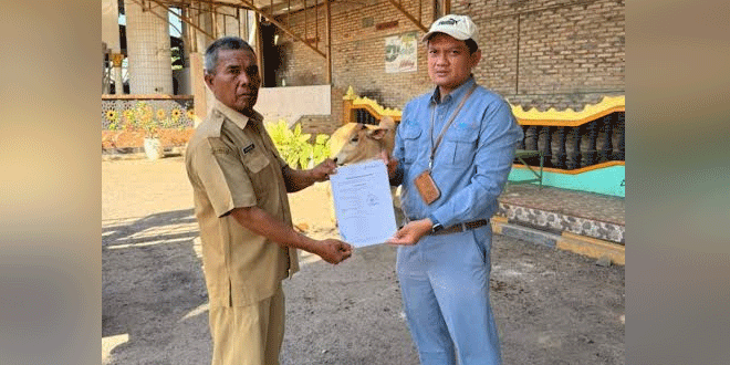 Penyaluran hewan kurban Inalum di Sumatera Utara saat perayaan Idul Adha 1447 Hijriah