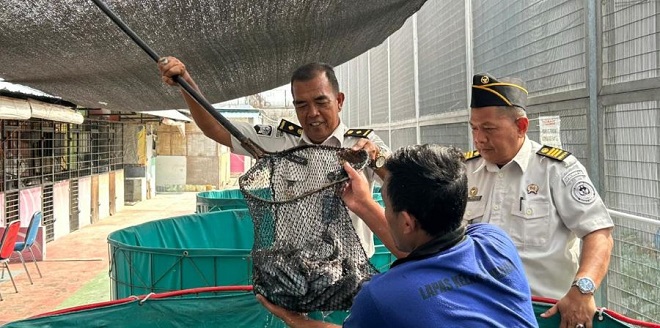 Panen 250 kg ikan lele di Lapas Tanjung Gusta untuk program ketahanan pangan dan pembinaan perikanan