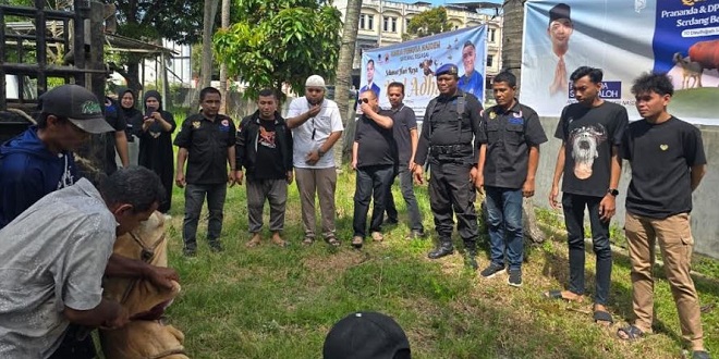 PSP Foundation dan GP NasDem Sergai menyembelih dua sapi kurban dan membagikan daging kepada warga