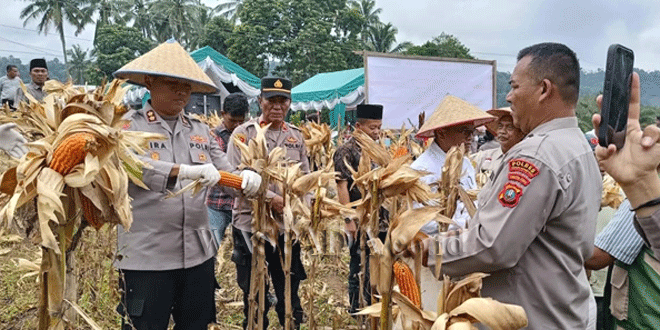 Panen jagung serentak di Desa Pintu Langit Jae, Padangsidimpuan
