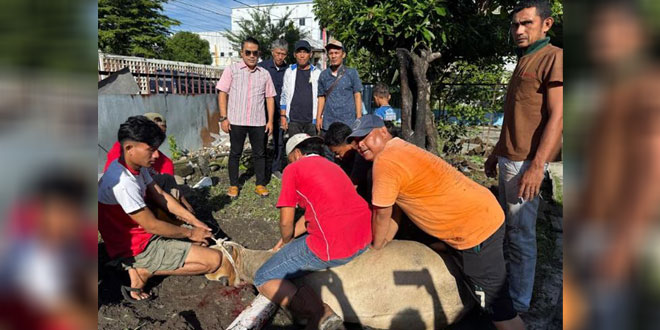 Penyerahan dan penyembelihan dua sapi kurban untuk PWPM Medan di Jalan Sei Besitang