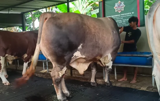 Presiden Prabowo menyerahkan hewan kurban sapi di Tangerang