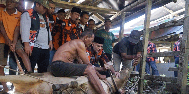 Penyaluran daging kurban oleh Pemuda Pancasila Sumut di Desa Durian Aceh Tamiang