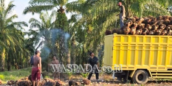 Petani sawit memeriksa tandan buah di kebun Labuhanbatu Utara