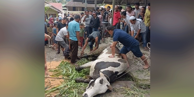 Penyembelihan hewan kurban di Padanglawas pada Idul Adha 1447 H