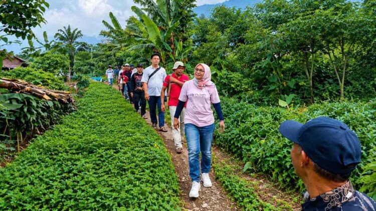 Sadarestuwati meninjau kebun kopi dan lahan pertanian di Wonosalam