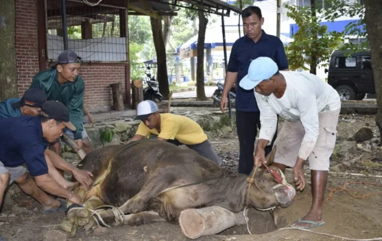 Petugas kurban menggunakan alat pelindung diri saat proses penyembelihan dan pengelolaan limbah