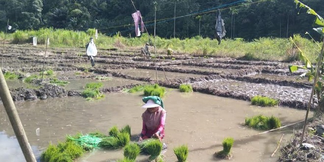 Petani di Padanglawas menunggu distribusi pupuk subsidi saat musim tanam