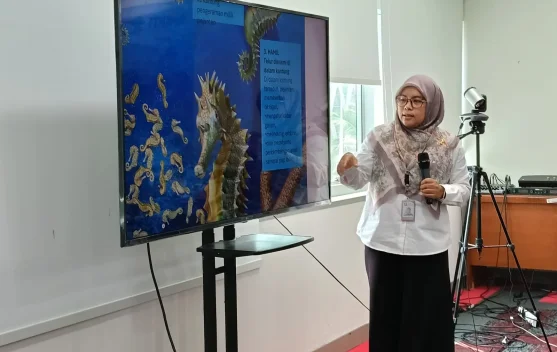 Kuda laut terikat pada lamun di perairan pesisir Indonesia