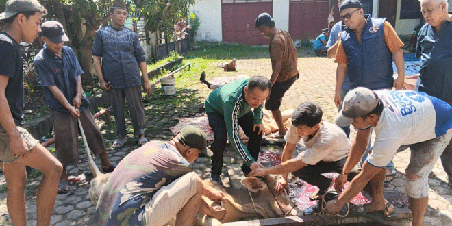 Penyembelihan hewan kurban PWI Sumut di Gedung Parada Harahap Medan