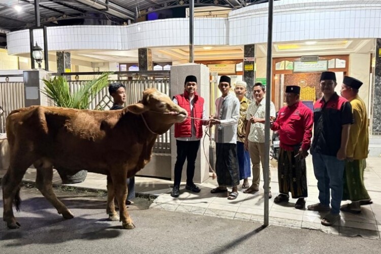 Penyerahan sapi kurban PDI Perjuangan di Pasuruan menjelang Iduladha 1447 H
