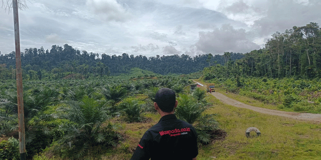 Lahan sawit dan alat berat di Simeulue yang diduga dibuka tanpa izin