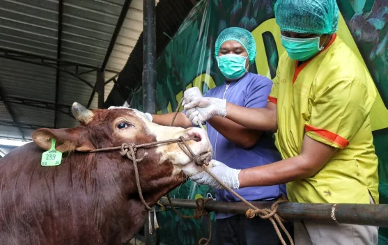 Ilustrasi proses kurban sehat dan higienis di area penyembelihan