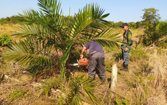 Petugas gabungan menertibkan kebun sawit ilegal di Cagar Alam Teluk Pamukan Kotabaru