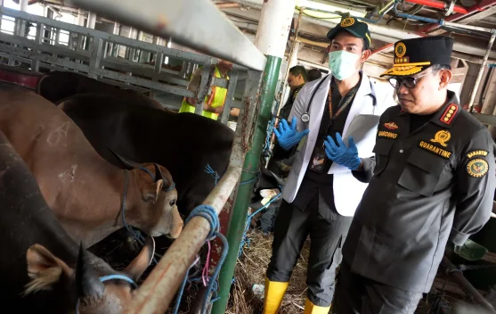 Petugas karantina memeriksa sapi kurban di pelabuhan Tanjung Priok