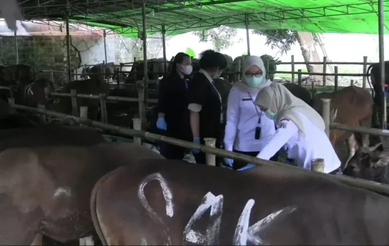 Petugas pemeriksa memeriksa hewan kurban di lapak pasar hewan Tangerang