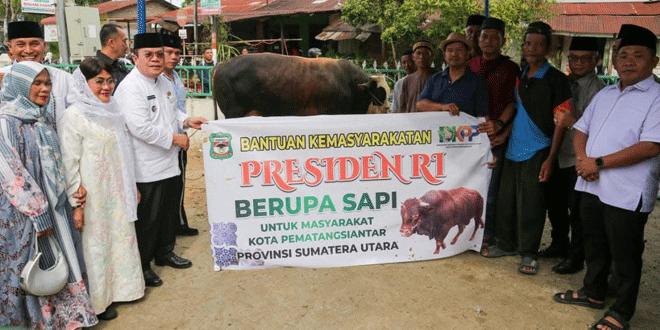 Sapi limosin 906 kilogram diserahkan untuk kurban di Masjid Amaliyah Pematangsiantar