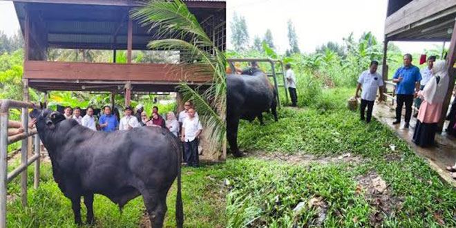 Sapi simmental kurban berat 950 kilogram untuk Banda Aceh