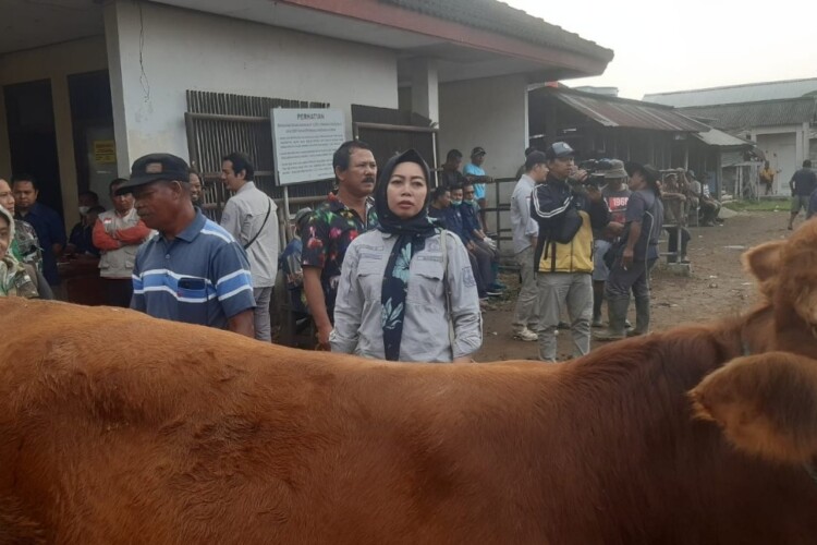 Pemeriksaan hewan kurban di Pasar Hewan Plaosan, Magetan menjelang Idul Adha