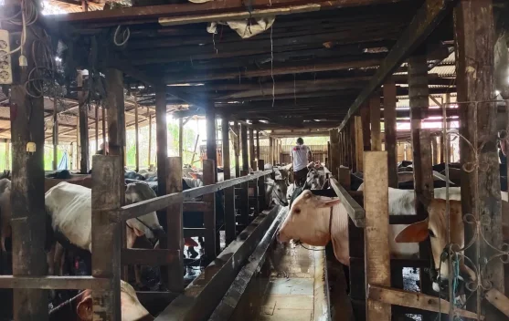 Penjual hewan kurban di lokasi penjualan dengan ternak sehat dan terawat