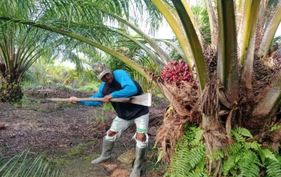 Petani sawit memeriksa tandan buah segar di kebun, truk pengangkut di latar belakang