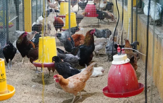 Peternak dan ayam di kandang sebagai simbol pemulihan harga ayam peternak
