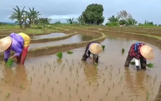 Petani berdiskusi jadwal tanam untuk antisipasi musim kemarau