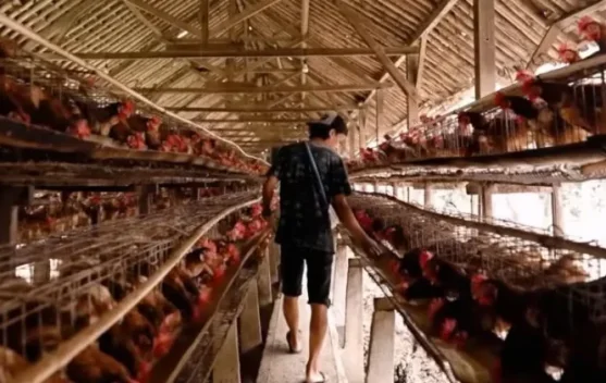 Peternak ayam petelur menata telur di kandang saat harga anjlok