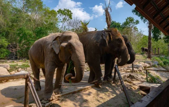 Pengunjung di Taman Margasatwa Ragunan; petugas patroli menjaga area kandang gajah