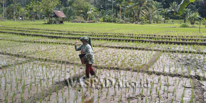 Petani memeriksa lahan pertanian dan memegang karung pupuk