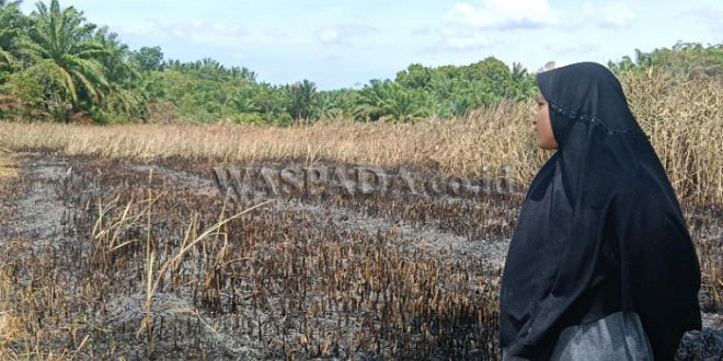 Petugas Damkar memadamkan lahan terbakar di Aceh Timur