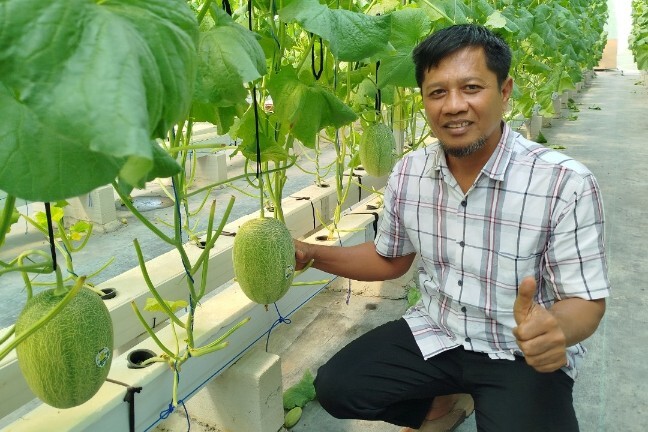 Panen melon premium di greenhouse BUMDes Mekarsari Desa Pelang Kidul Ngawi