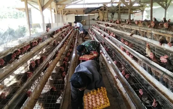 Peternak mengumpulkan telur ayam di peternakan Magetan untuk distribusi lokal
