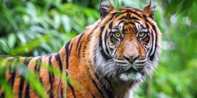 Harimau Sumatera terlihat mendekati pemukiman di Desa Rampah, Kecamatan Serbajadi, Aceh Timur