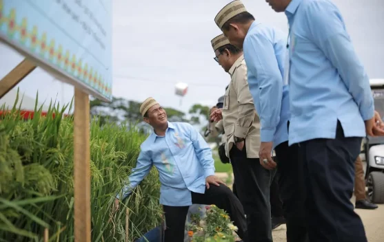 Petani memanen padi sebagai simbol produksi beras Indonesia 38 juta ton