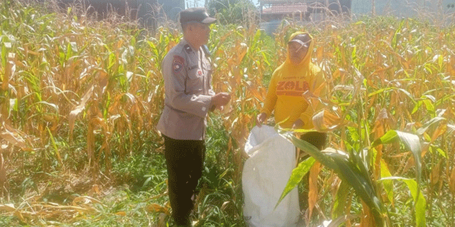 Bhabinkamtibmas memantau panen jagung di Siantar Marihat