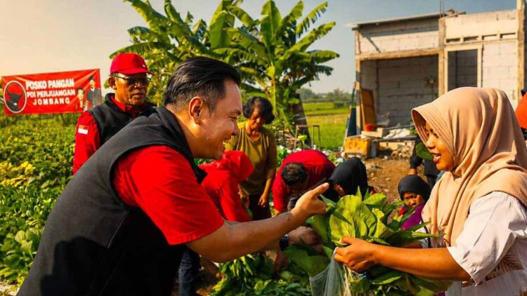 Panen sayuran di Posko Pangan Desa Tampingmojo, Kecamatan Tembelang, Kabupaten Jombang