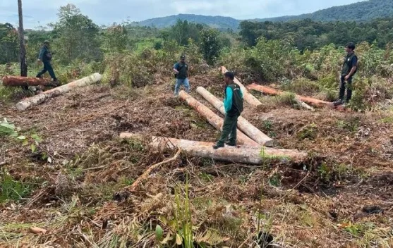 Tumpukan kayu bulat dan aktivitas di sekitar sawmill UD AAL di Humbang Hasundutan