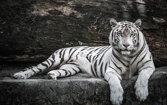Harimau putih Anggun di Semarang Zoo sebagai ilustrasi