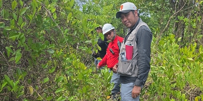 Penanaman mangrove PT Dairi Prima Mineral di area rehabilitasi DAS