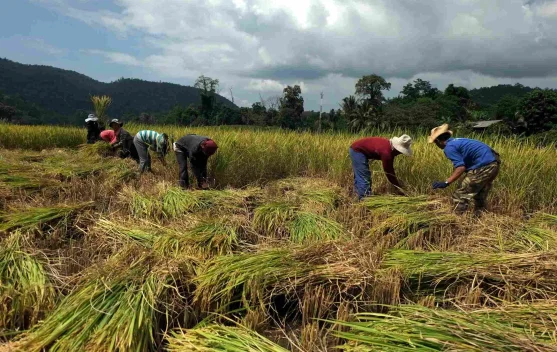Peta anomali curah hujan menunjukkan pengaruh El Nino pada musim kemarau 2026