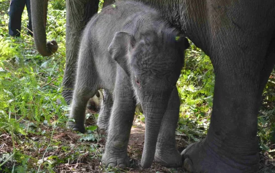 Presiden keluarkan Inpres untuk penyelamatan gajah Sumatra dan Kalimantan