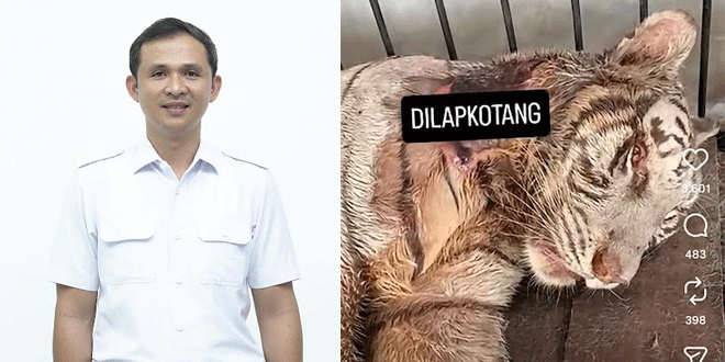 Kandang harimau di Medan Zoo dengan pemandangan area konservasi kebun binatang