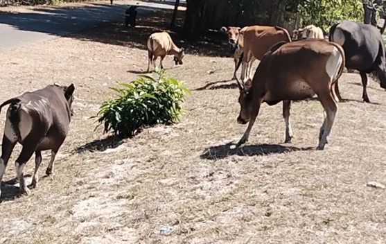 Peternakan sapi di Kabupaten Belu, Nusa Tenggara Timur
