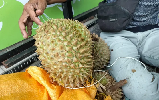 Petani memeriksa buah durian di kebun Nunukan saat panen raya 2026