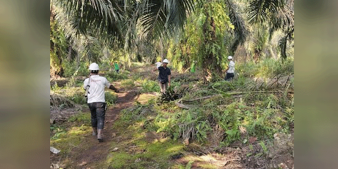 Petugas PT CSIL mendata tanaman sawit pasca panen paksa oleh koperasi
