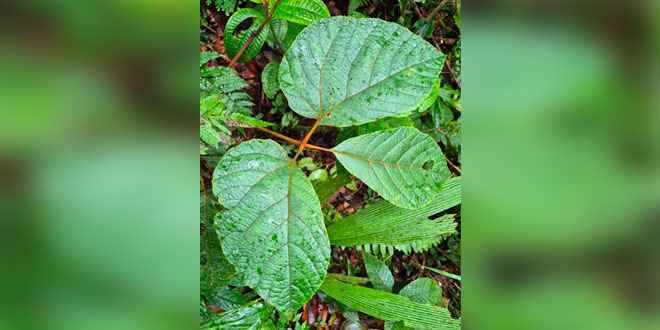 Daun Gagatan Harimau (Vitis thyrsiflora) dengan permukaan bawah putih dan tepi bergerigi
