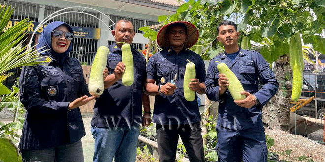 Warga binaan Lapas Meulaboh bekerja di lahan pertanian di lingkungan lapas